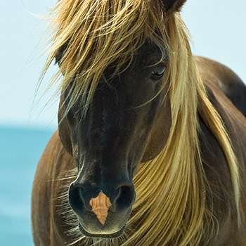 horse